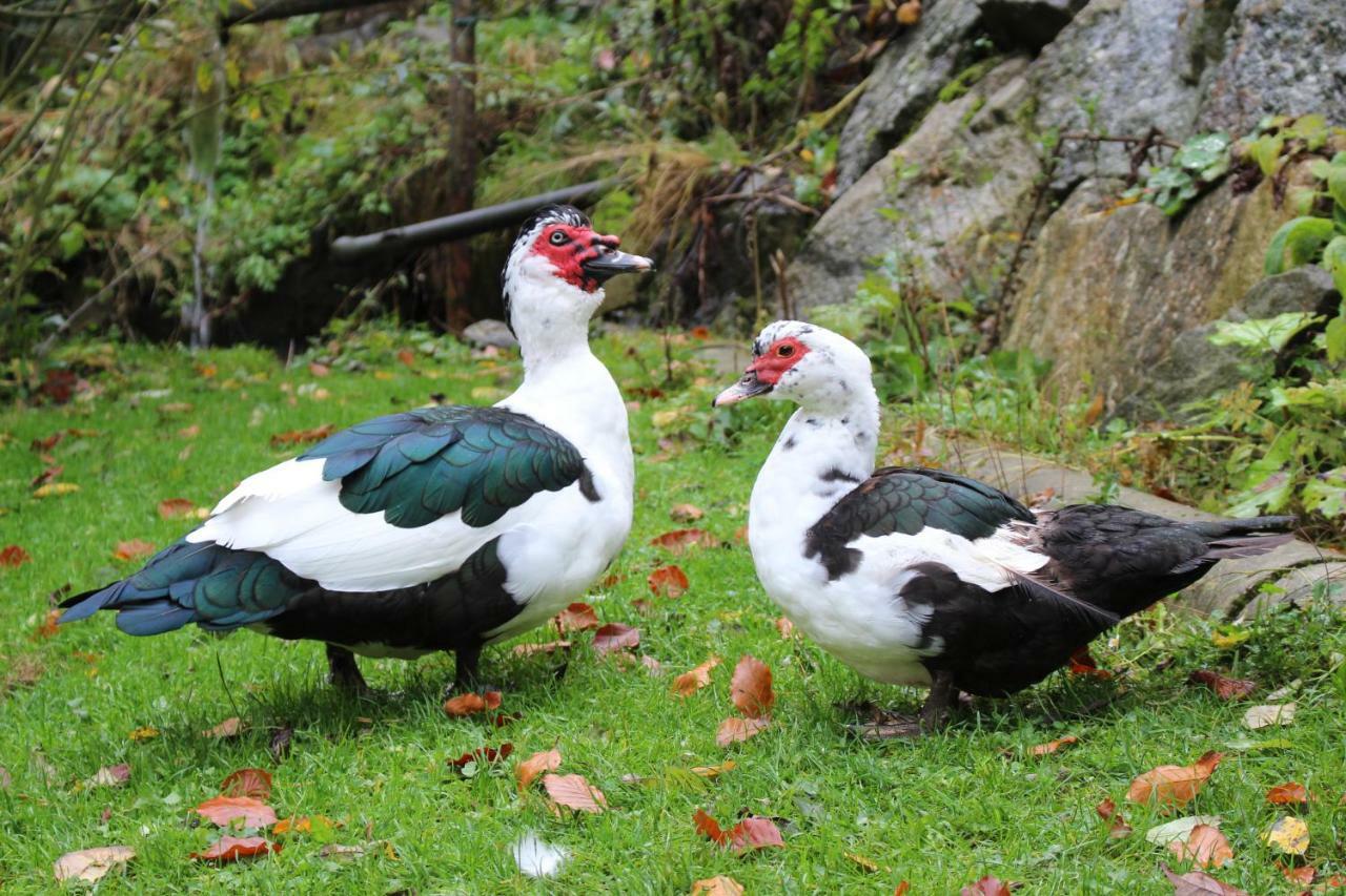 Urlaub Mitten Im Wald - Lueg Scheibbs ภายนอก รูปภาพ